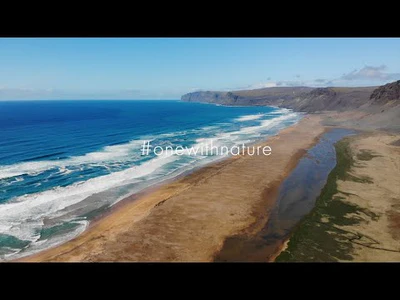 Swarovski NL Pure 8x32 Binoculars - Burnt Orange